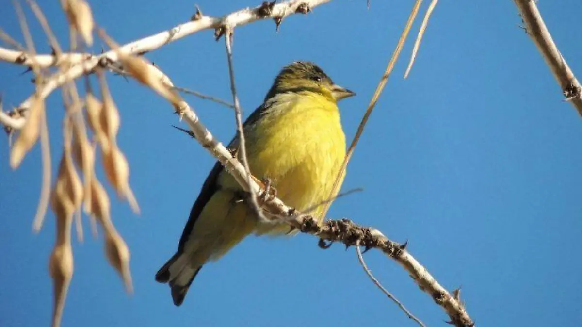 Jilgerito canario. Spinus psaltria. La sauceda